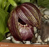 Cypripedium tibeticum